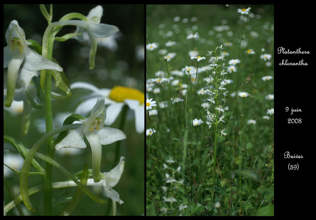 Platanthera chlorantha4