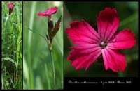 Dianthus carthusianorum