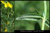 Helianthemum nummularium