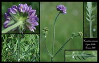 Knautia arvensis