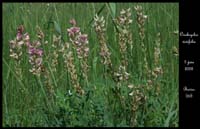 Onobrychis viciifolia