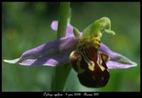 Ophrys apifera