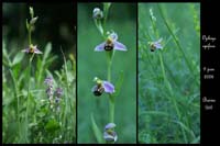 Ophrys apifera5