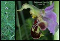 Ophrys apifera6