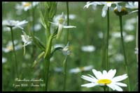 Platanthera chlorantha