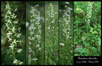 Platanthera chlorantha3