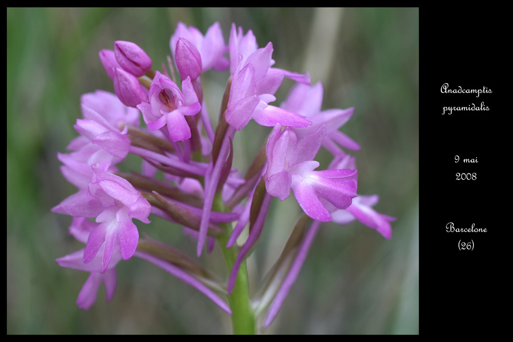 Anacamptis pyramidalis