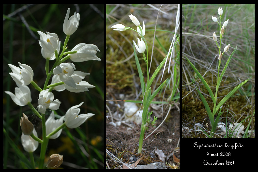 Cephalanthera longifolia