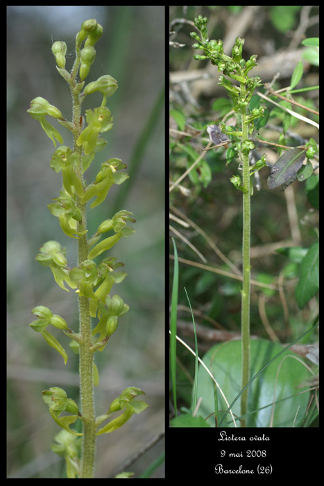 Listera ovata