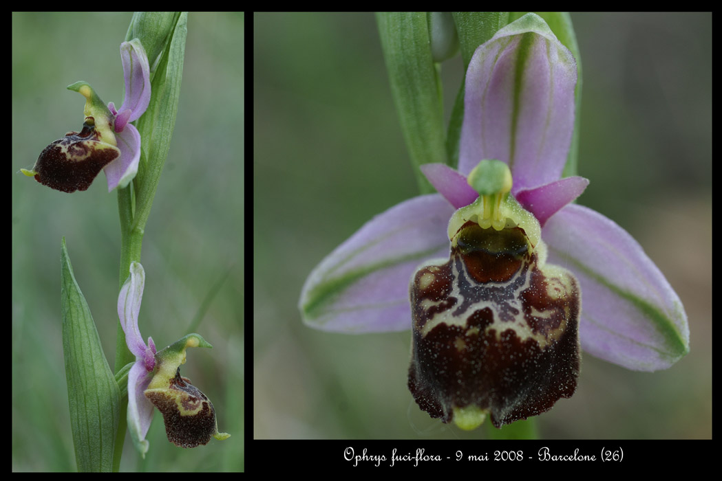 Ophrys fuci-flora