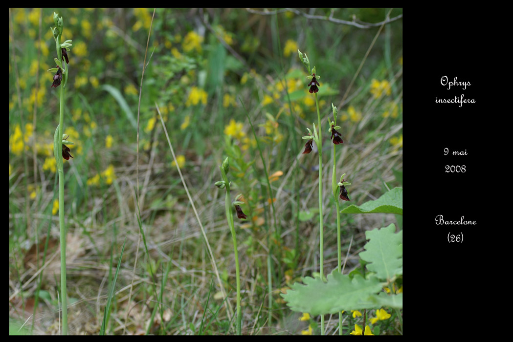 Ophrys insectifera2