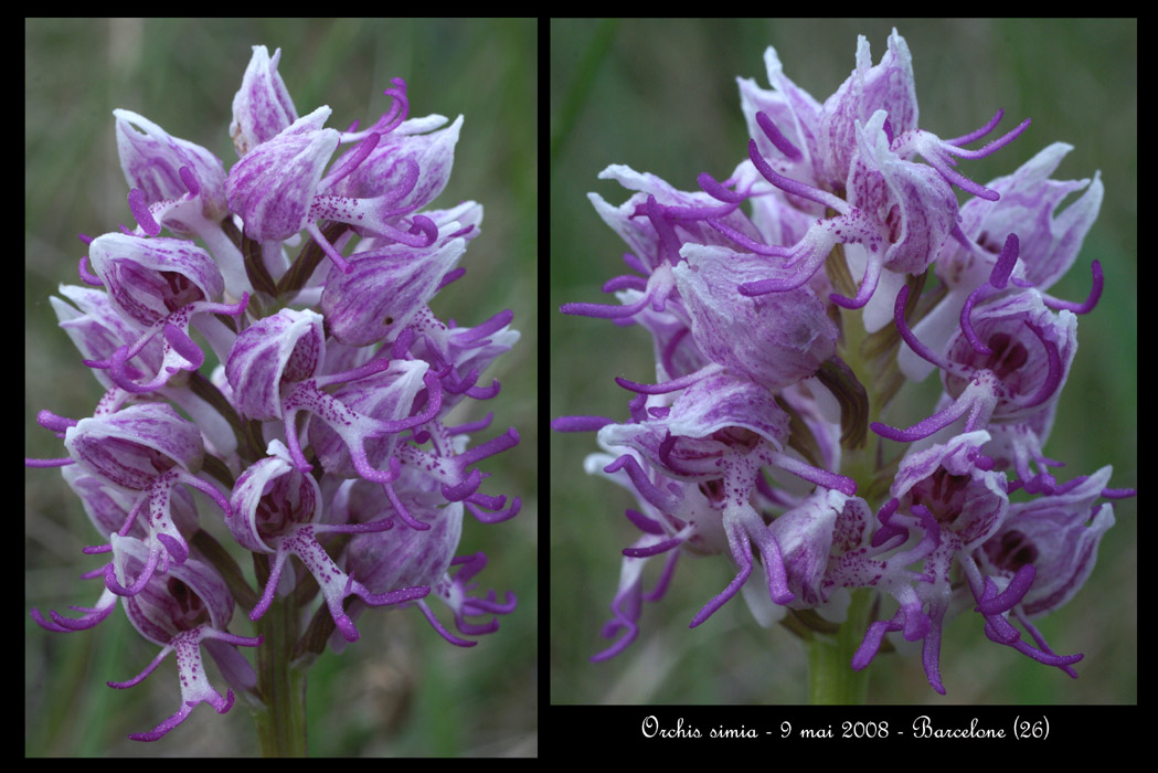 Orchis simia