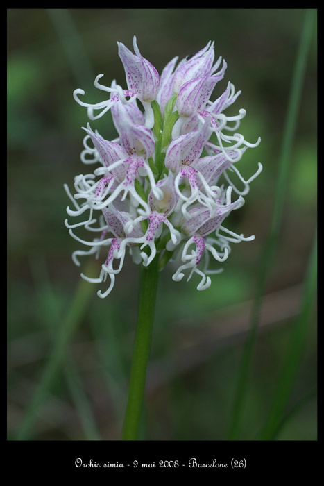 Orchis simia2