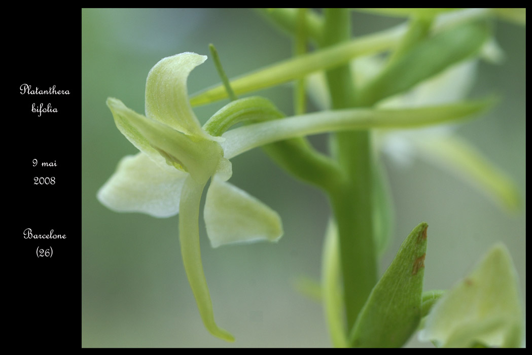 Platanthera bifolia