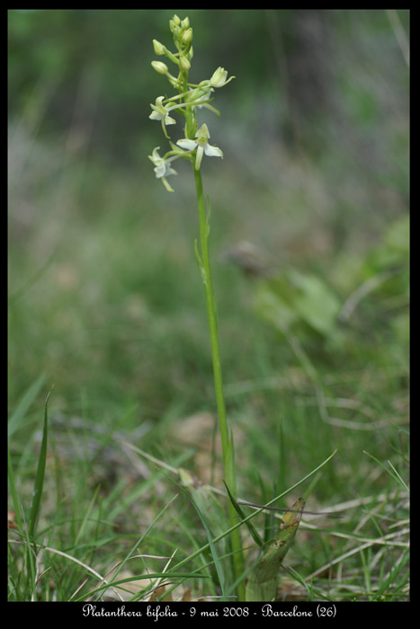 Platanthera bifolia2