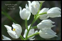 Cephalanthera longifolia2