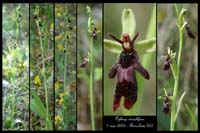 Ophrys insectifera