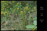 Ophrys insectifera2