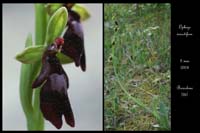 Ophrys insectifera3