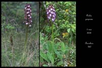 Orchis purpurea