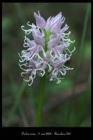 Orchis simia2