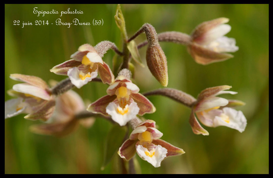 Epipactis-palustris2