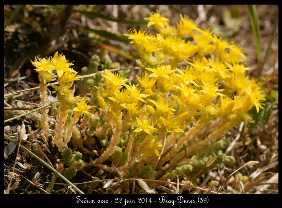 Sedum-acre
