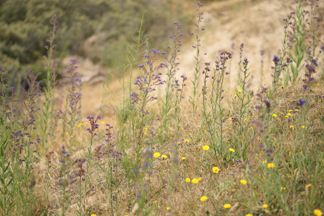 Anchusa officinalis Bray-Dunes 120611 (118)