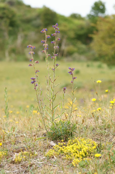 Anchusa officinalis Bray-Dunes 120611 (119)