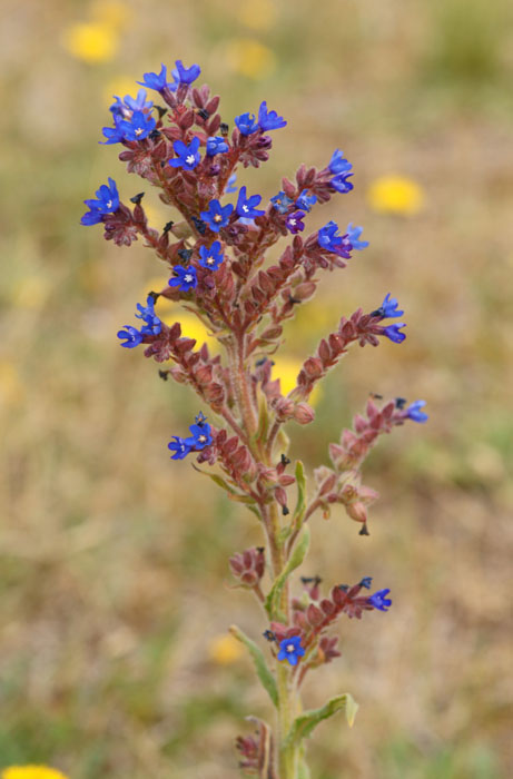 Anchusa officinalis Bray-Dunes 120611 (121)