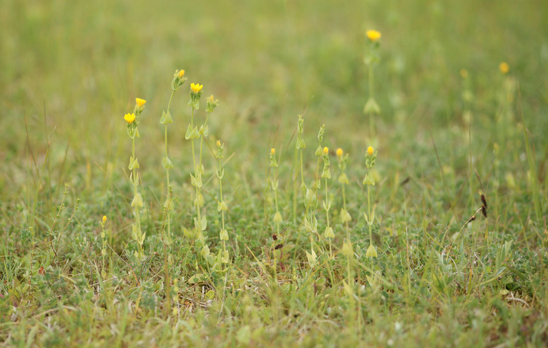 Blackstonia perfoliata Bray-Dunes 120611 (81)