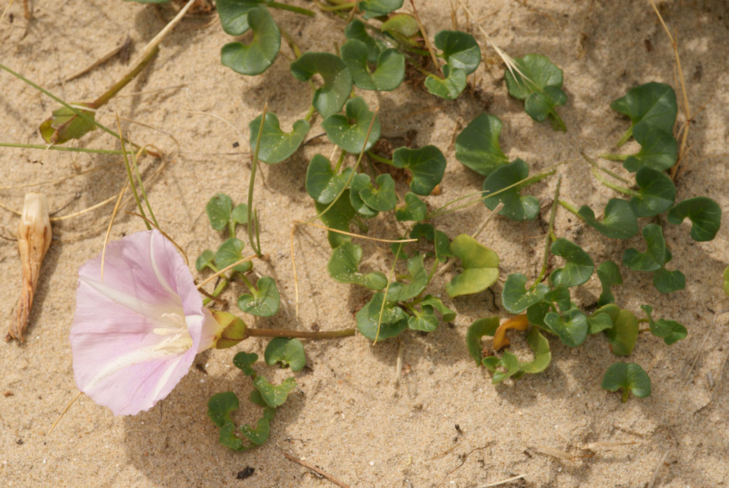 Calystegia soldanella Bray-Dunes 120611 (135)