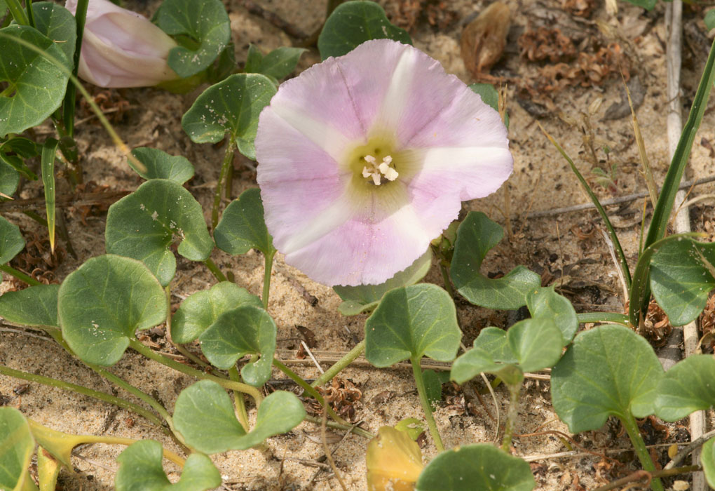 Calystegia soldanella Bray-Dunes 120611 (136)