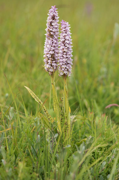 Dactylorhiza fuchsii Bray-Dunes 120611 (115)