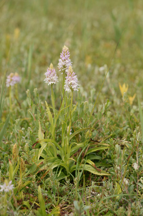 Dactylorhiza fuchsii Bray-Dunes 120611 (131)