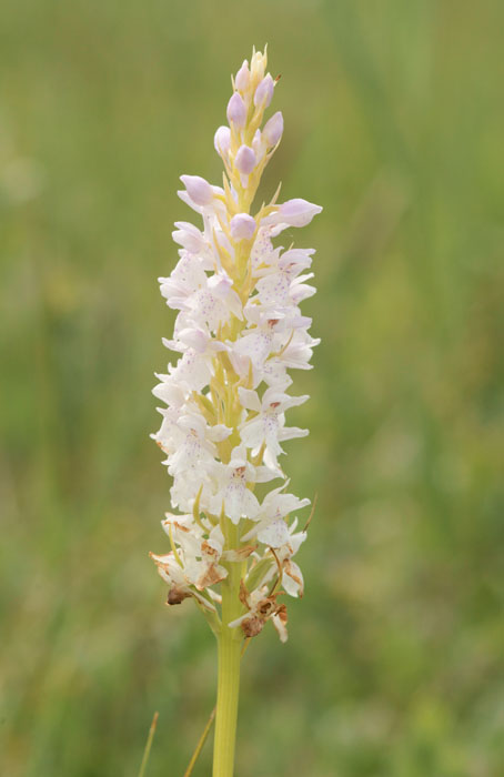 Dactylorhiza fuchsii Bray-Dunes 120611 (132)