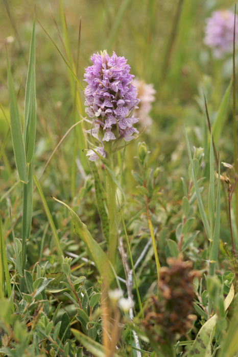 Dactylorhiza fuchsii x praetermissa Bray-Dunes 120611 (132)
