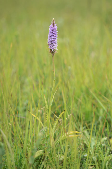 Dactylorhiza fuchsii x praetermissa Bray-Dunes 120611 (83)