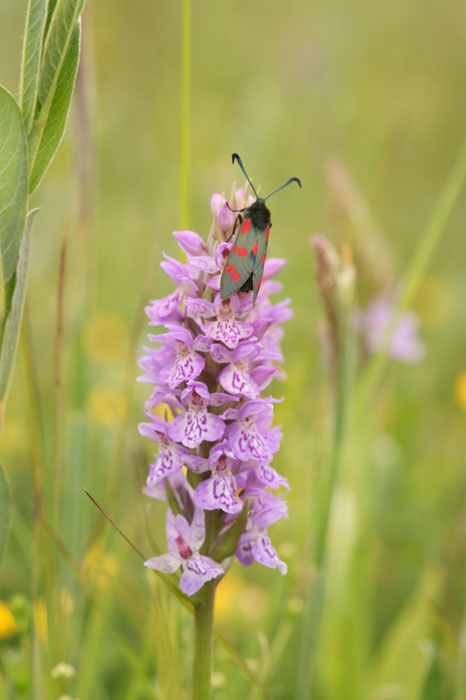 Dactylorhiza fuchsii x praetermissa Bray-Dunes 120611 (90)