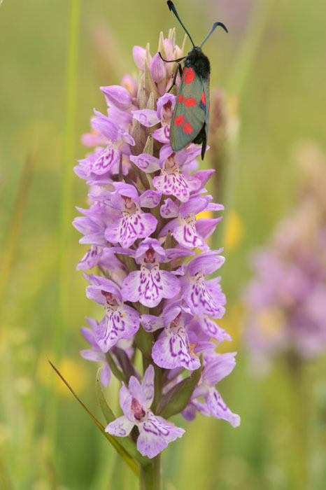 Dactylorhiza fuchsii x praetermissa Bray-Dunes 120611 (91)