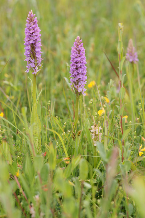 Dactylorhiza fuchsii x praetermissa Bray-Dunes 120611 (92)