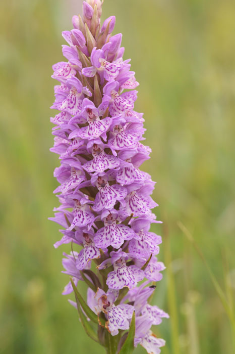 Dactylorhiza fuchsii x praetermissa Bray-Dunes 120611 (93)