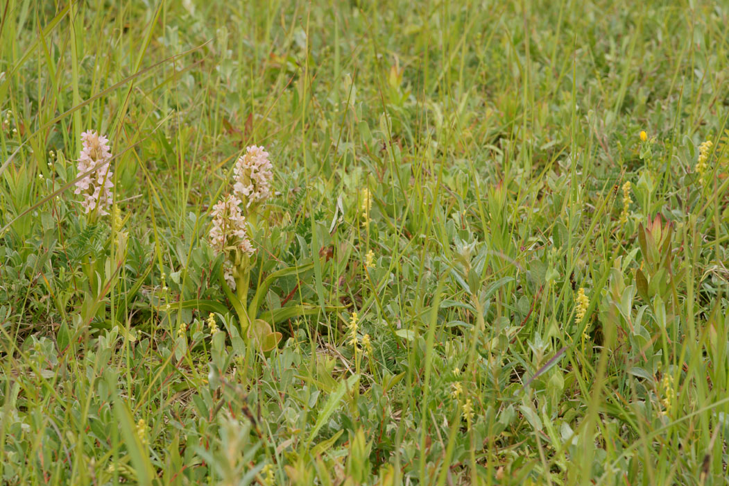 Dactylorhiza incarnata & Herminium monorchis Bray-Dunes 120611 (47)