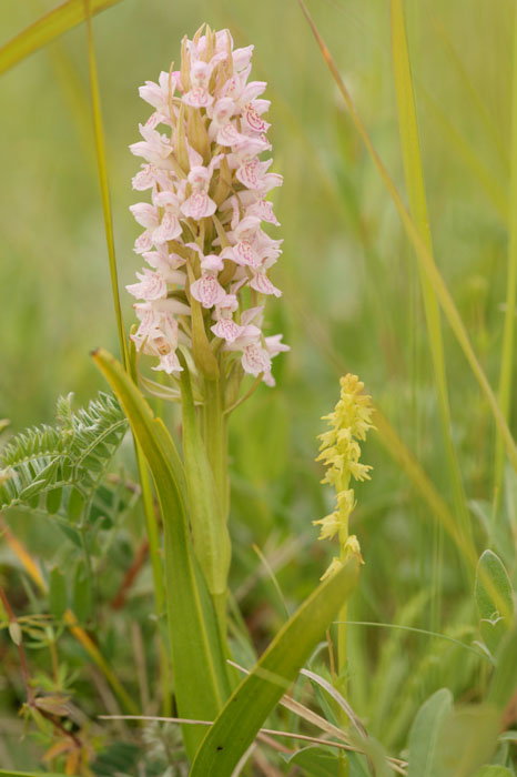 Dactylorhiza incarnata & Herminium monorchis Bray-Dunes 120611 (54)