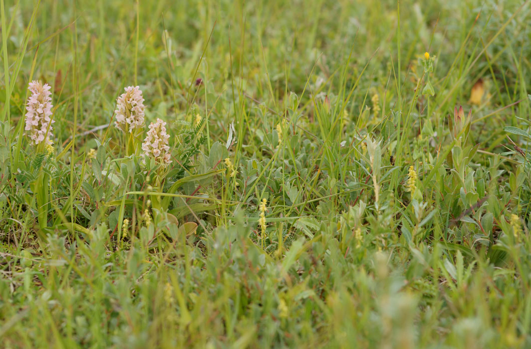 Dactylorhiza incarnata & Herminium monorchis Bray-Dunes 120611 (55)