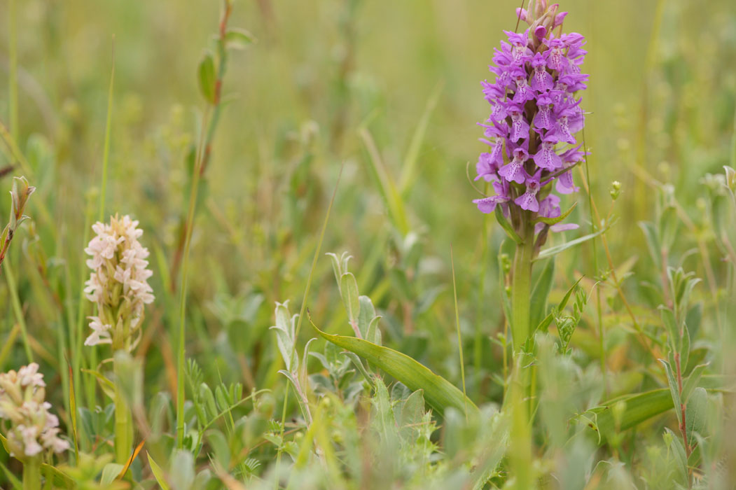 Dactylorhiza incarnata & praetermissa  Bray-Dunes 120611 (64)