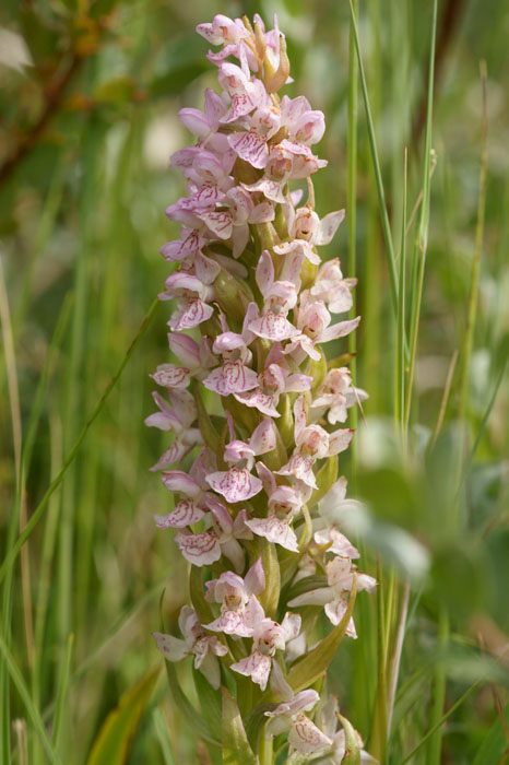 Dactylorhiza incarnata Bray-Dunes 120611 (32)