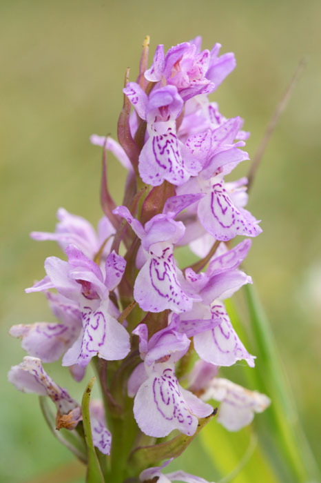 Dactylorhiza incarnata Bray-Dunes 120611 (33)