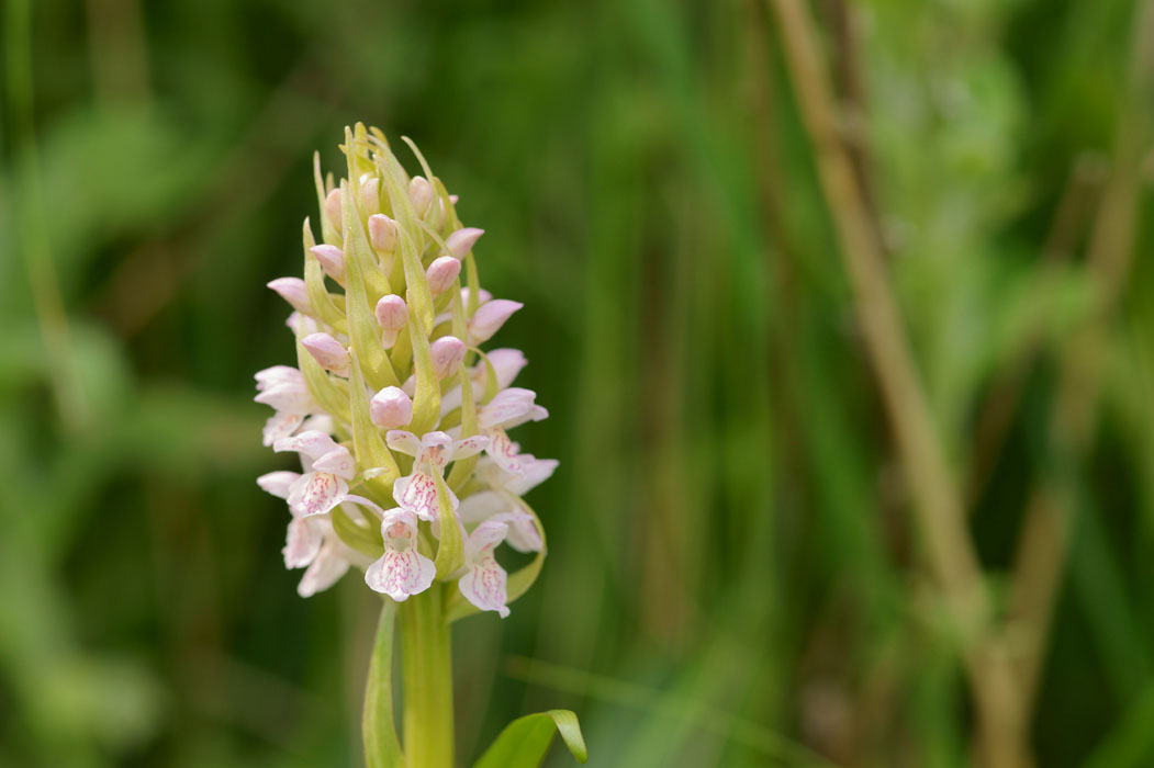 Dactylorhiza incarnata Bray-Dunes 120611 (34)