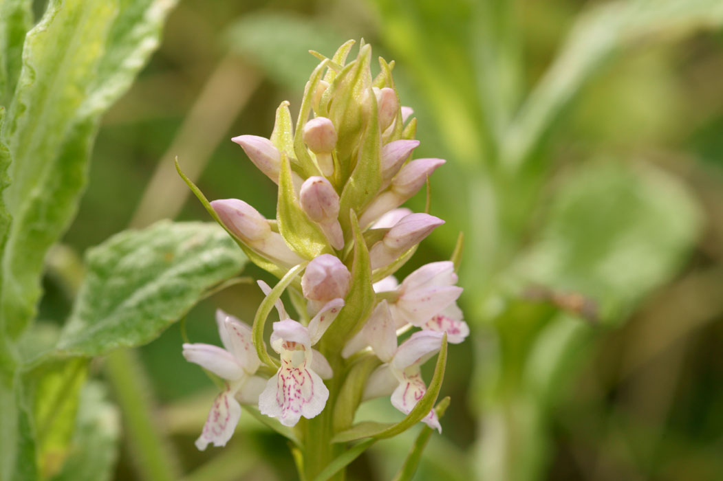 Dactylorhiza incarnata Bray-Dunes 120611 (35)